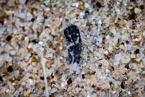 Image of Niparaya sp. 9