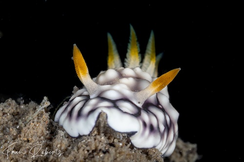 Image of Goniobranchus geometricus