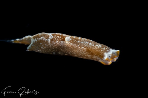 Image of Aglaja fulvipunctata