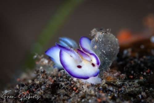 Image of Goniobranchus leopardus