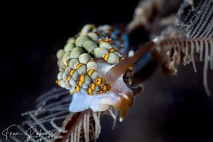 Image of Tenellia bughaw