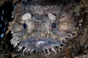 Image of Batrachomoeus dubius