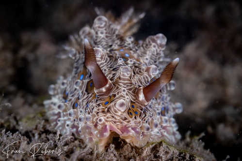 Image of Dendrodoris denisoni