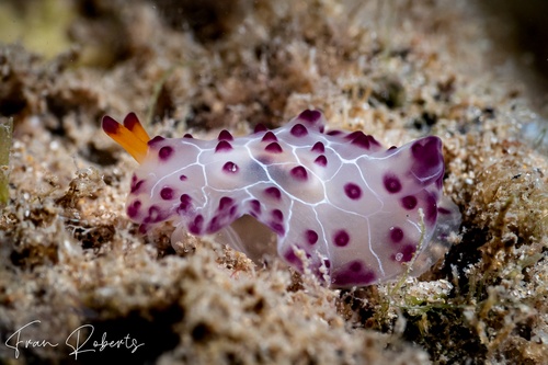 Image of Pleurobranchus weberi