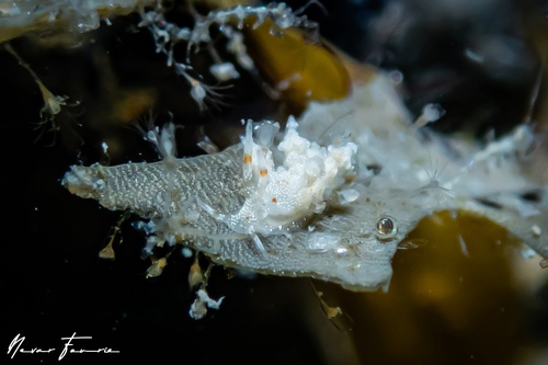 Image of Eubranchus sp. 1