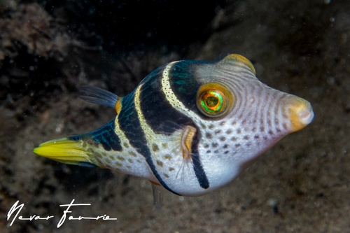 Image of Canthigaster valentini