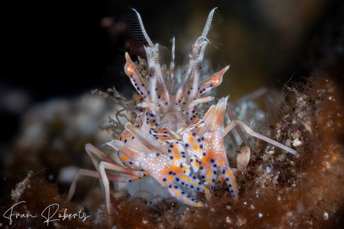 Image of Phyllognathia ceratophthalmus