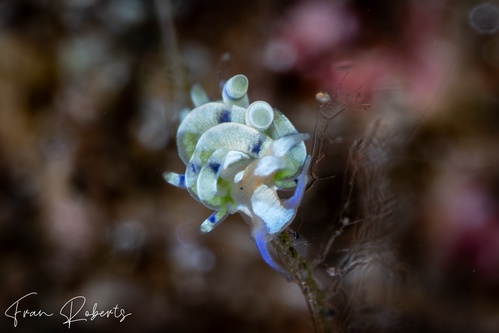 Image of Trinchesia sp. 3