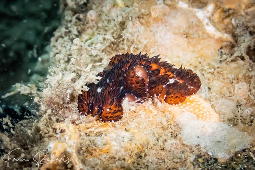 Image of Thyzanozoon sp. 1