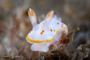 Image of Verconia haliclona