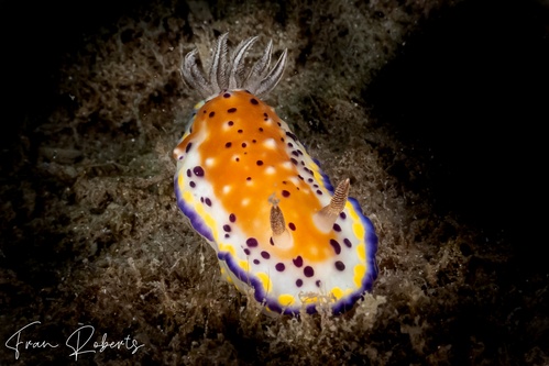 Image of Goniobranchus sp. 2