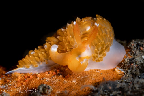 Image of Moridilla brockii