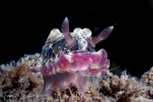 Image of Dendrodoris denisoni