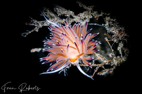 Image of Cratena pawarshindeorum