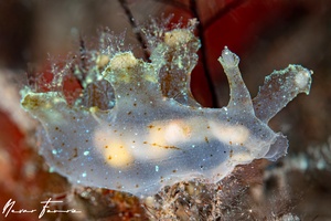 Image of Notobryon wardi