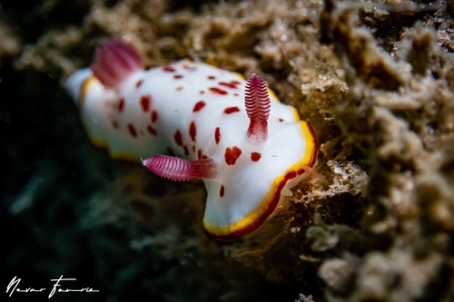 Image of Goniobranchus daphne