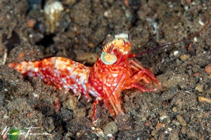 Image of Metapenaeopsis lamellata