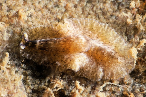 Image of Unidentified Flatworm sp. 2