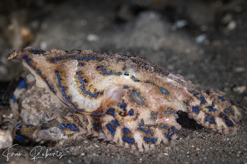 Image of Hapalochlaena fasciata