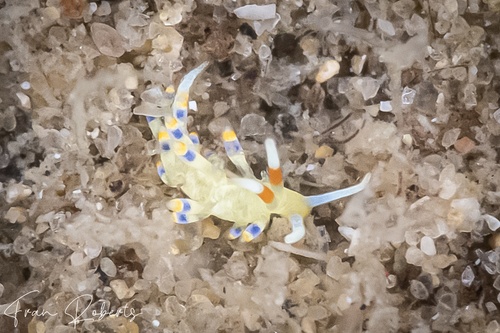 Image of Tenellia sp. 33