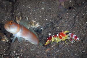 Image of Alpheus randalli