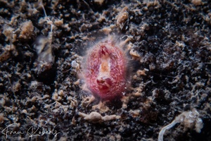 Image of Tunicates Various