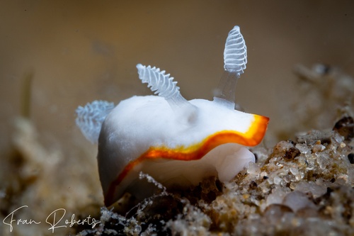 Image of Goniobranchus albonares