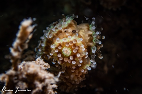 Image of Hard Corals Various
