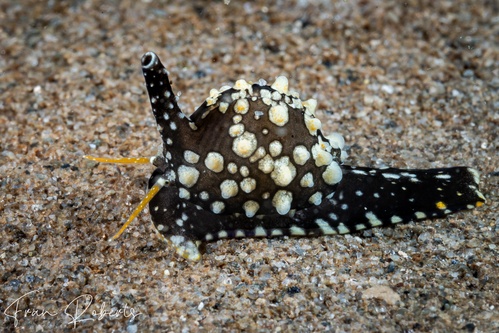 Image of Cypraea sp. 7