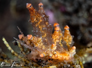 Image of Produnga rubropunctatus