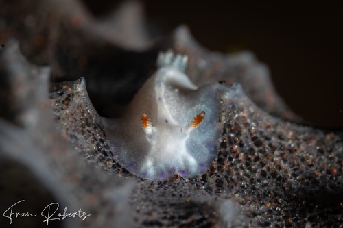 Image of Goniobranchus sp. 4