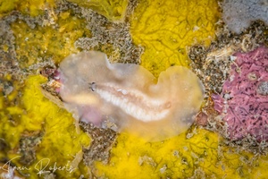 Image of Prosthiostomid sp. 1