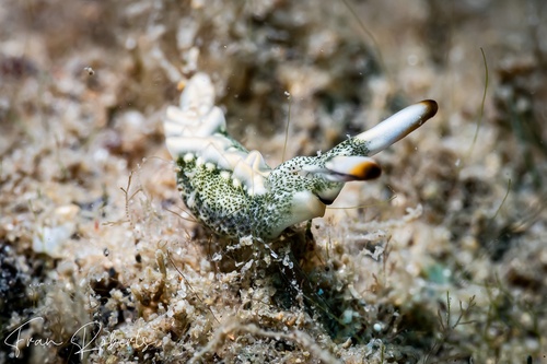 Image of Thuridilla carlsoni