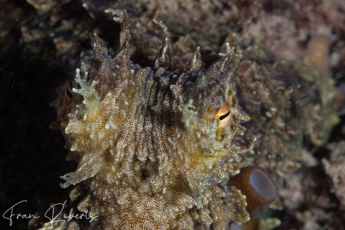 Image of Octopus cyanea