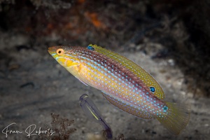 Image of Suezichthys arquatus