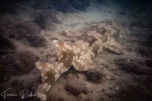 Image of Orectolobus maculatus