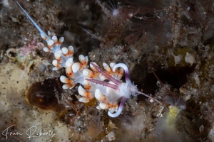 Image of Facelina sp. 8