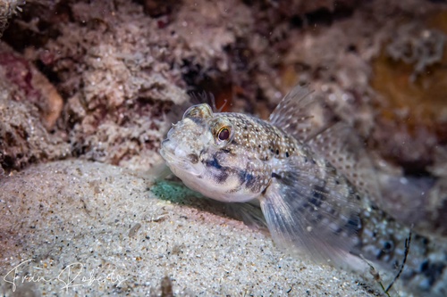 Image of Istigobius nigroocellatus