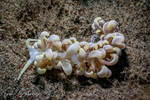 Image of Phyllodesmium magnum