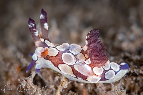 Image of Trapania scurra