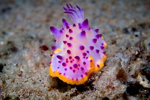 Image of Mexichromis sp. 1