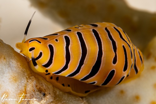 Image of Cuspivolva tigris