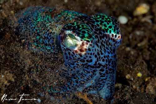 Image of Euprymna berryi