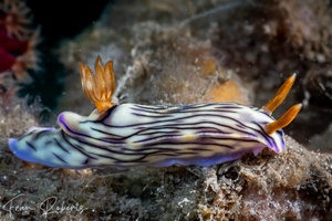 Image of Hypselodoris zephyra