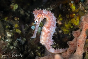 Image of Hippocampus histrix