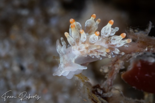 Image of Tenellia sp. 11