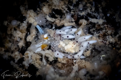 Image of Tenellia sp. 62