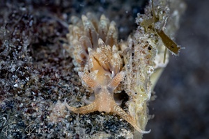 Image of Pruvotfolia sp. 1