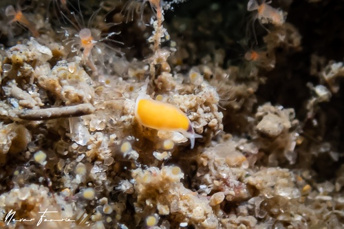 Image of Vorticeros praedatorium