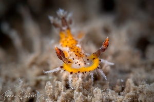 Image of Plocamopherus tilesii